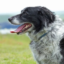 Collie, River, Border