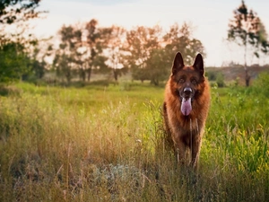 River, grass, sheep-dog, Meadow