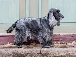 dog, ointment, Blue roan, English Cocker Spaniel