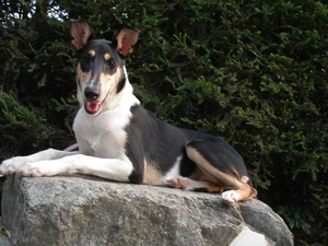 black, White, mane, robe