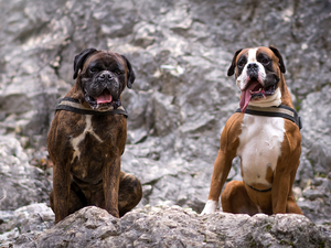 rocks, Dogs, boxers