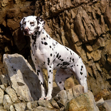 rocks, Dalmatian