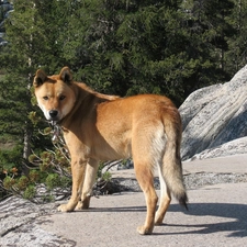 rocks, Jindo