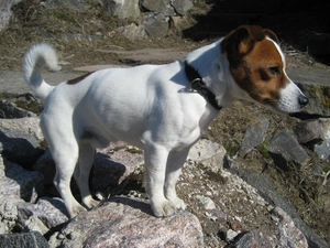 rocks, Jack Russell Terrier