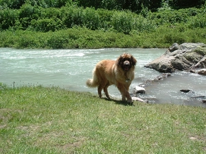 rocks, Leonberger, water