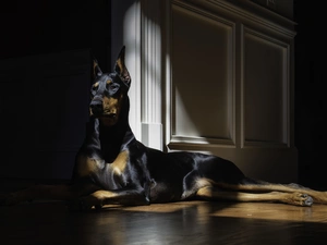 ligh, dog, flash, Room, Doberman, sun, luminosity