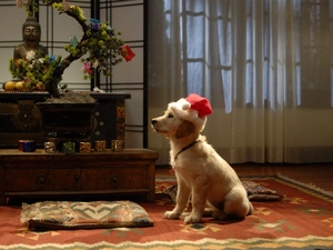 Santa, Room, dog