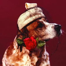 English Cocker Spaniel, rose, toque, veiling