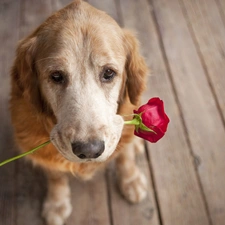 rose, red hot, dog, floor