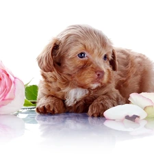 rose, puppie