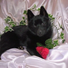 rose, Schipperke