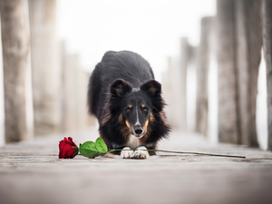 dog, Colourfull Flowers, rose, shetland Sheepdog
