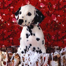 roses, Dalmatian