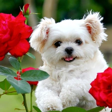puppie, roses, White