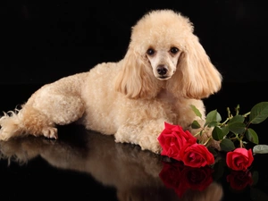 Red, roses, poodle