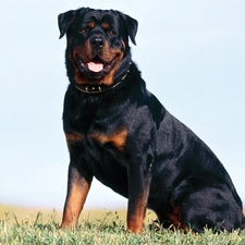 Rottweiler, adult