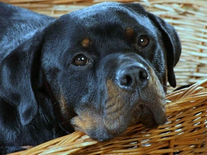 Rottweiler, basket