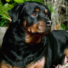 Rottweiler, Black