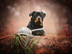 dog, helmet, cartridges, Rottweiler