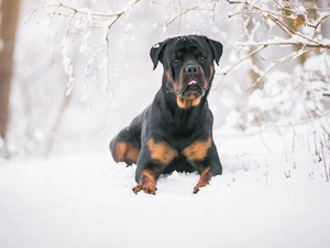 dog, snow, Twigs, Rottweiler