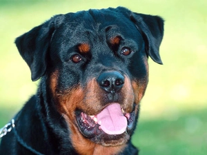 Rottweiler, dog