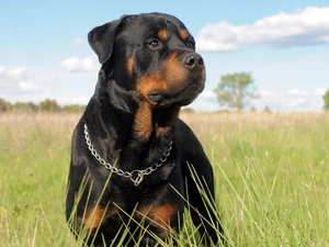 Rottweiler, Meadow