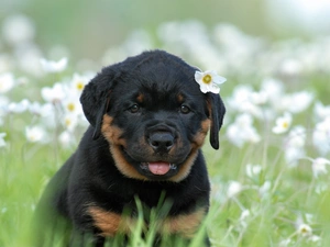 Puppy, Meadow, Flowers, Rottweiler