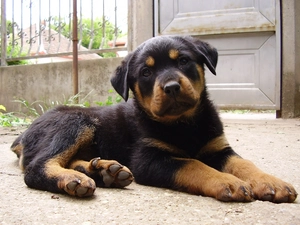 Puppy, Rottweiler, honeyed