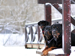 Three, winter, veranda, Rottweilers