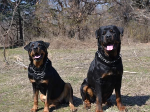 Rottweilers, Echidna, Two cars