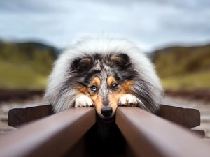 ##, lying, Collie rough