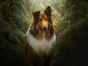 fern, dog, Collie rough