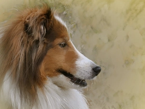 graphics, dog, Collie rough