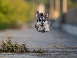 running, miniature Schnauzer