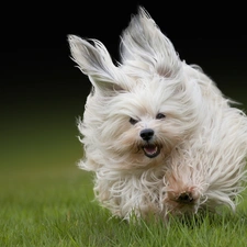 Running Havanese, grass, White, doggy