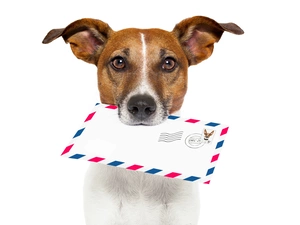 dog, stamp, Jack Russell Terrier, letter