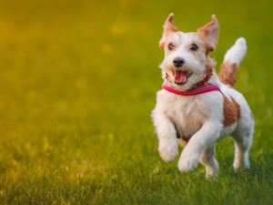 Jack Russell, Meadow, wander, Terrier