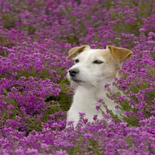 Russell, Jack, Meadow, Terrier, Flowers