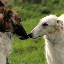 Russian, Greyhound