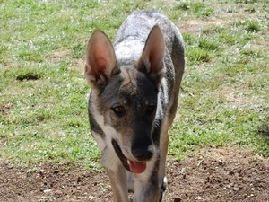 Saarlooswolfhond, posed, ears