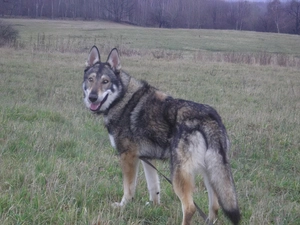 Saarlooswolfhond, Meadow