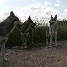 Saarlooswolfhond, Three