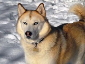 sable, coat, Siberian Husky