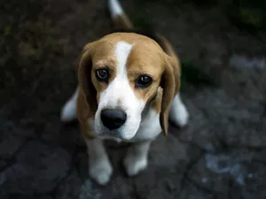 sad, dog, Beagle