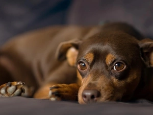 Eyes, miniature Pinscher, sad