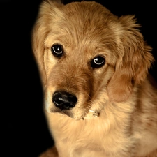 sad, The look, Golden Retriever