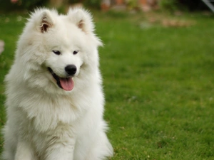 Samojed, beautiful