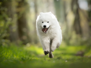 Samojed, White, dog
