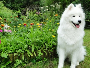 Samojed, Garden