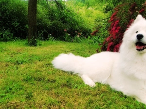 Samojed, Garden